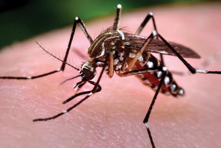 5ª Regional de Saúde de Guarapuava está entre as mais afetadas por casos de dengue no estado