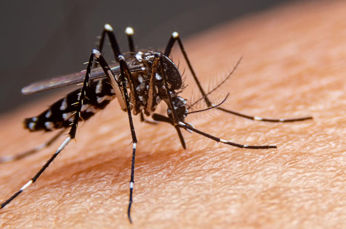 Guarapuava registra 157 casos positivos de dengue desde agosto