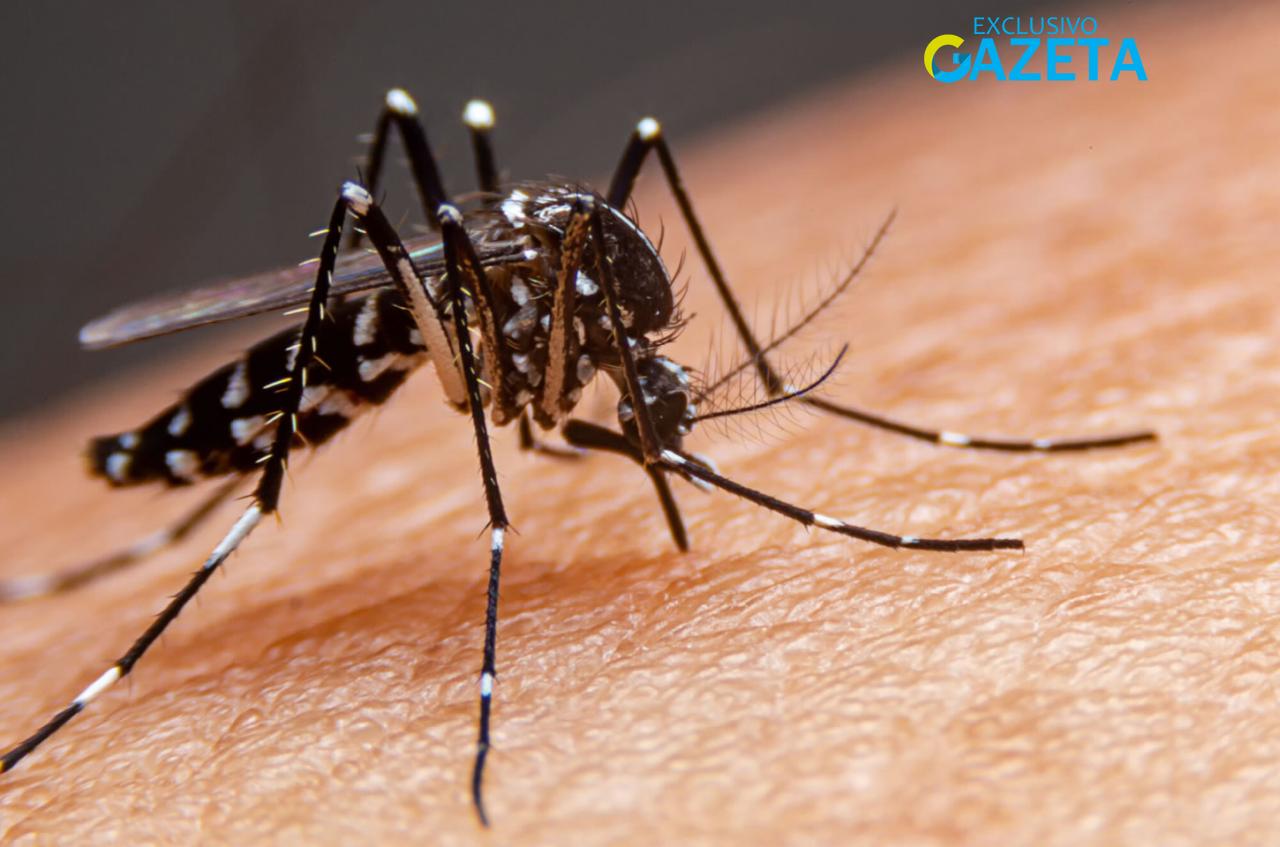 Paraná registra 239 novos casos de dengue em uma semana, aponta boletim da Secretaria da Saúde