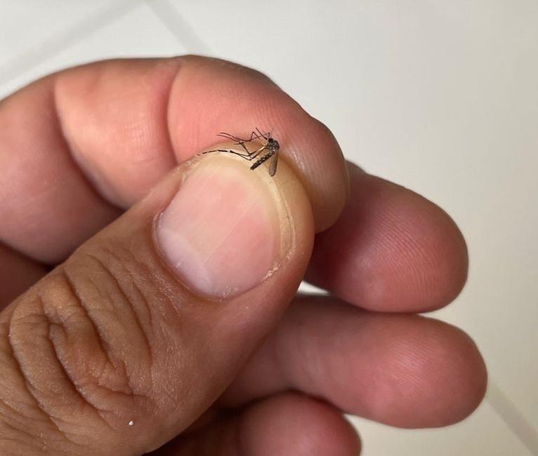 Saúde confirma primeiro óbito por dengue no Paraná neste período epidemiológico