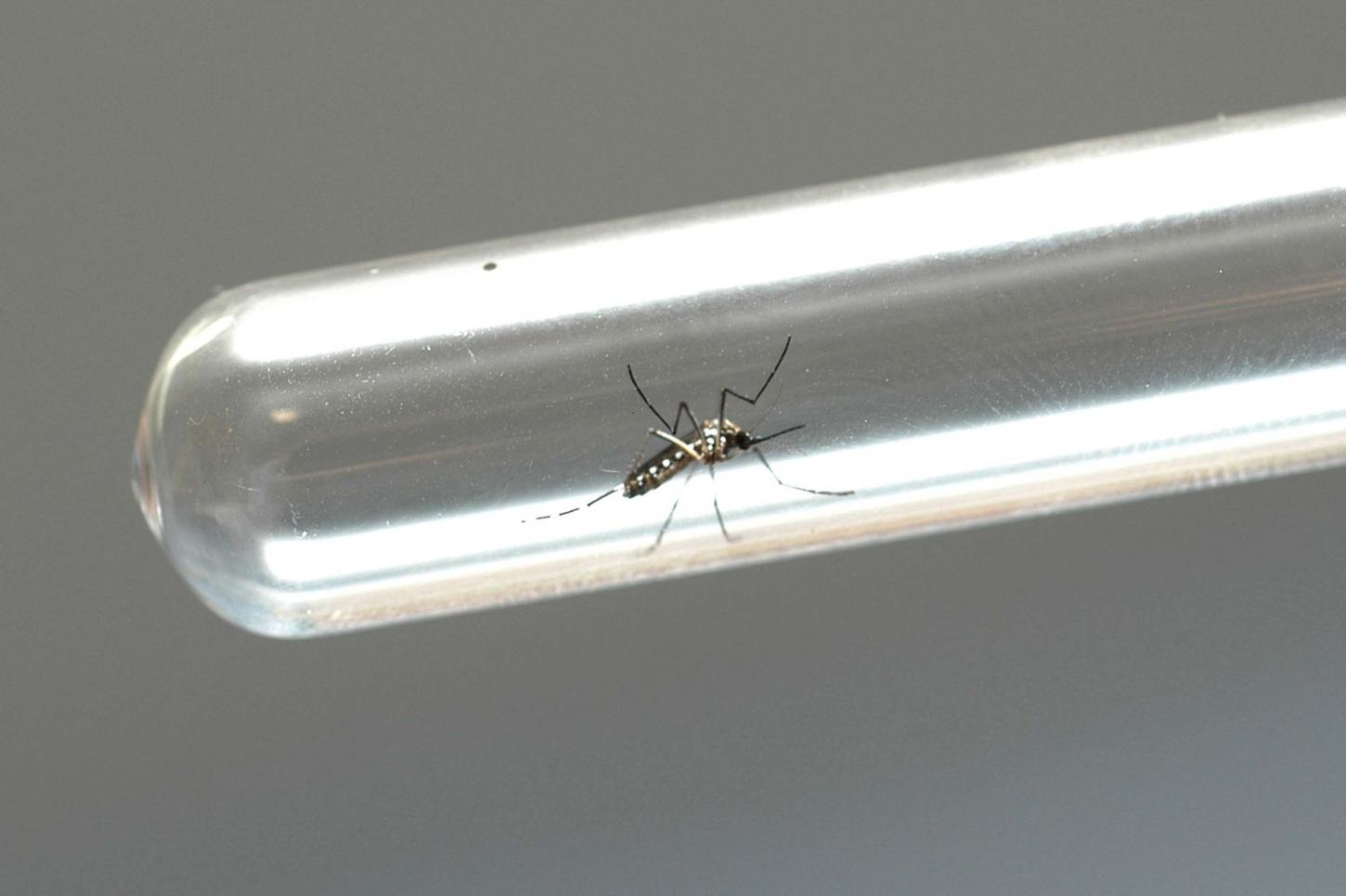 Casos confirmados: Guarapuava ocupa o 5º lugar entre regionais do Paraná