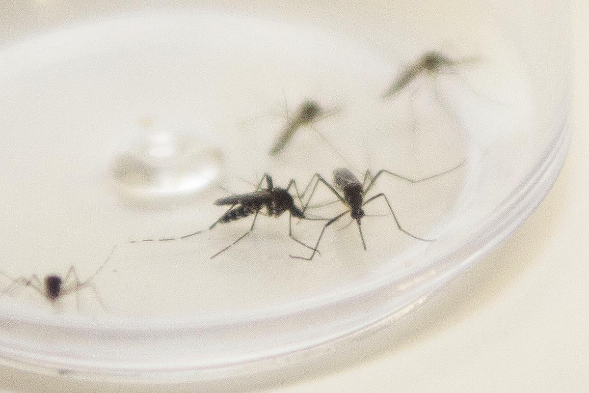 Dengue: Guarapuava está entre as regionais com maior crescimento de casos confirmados, ao lado de Londrina e Maringá