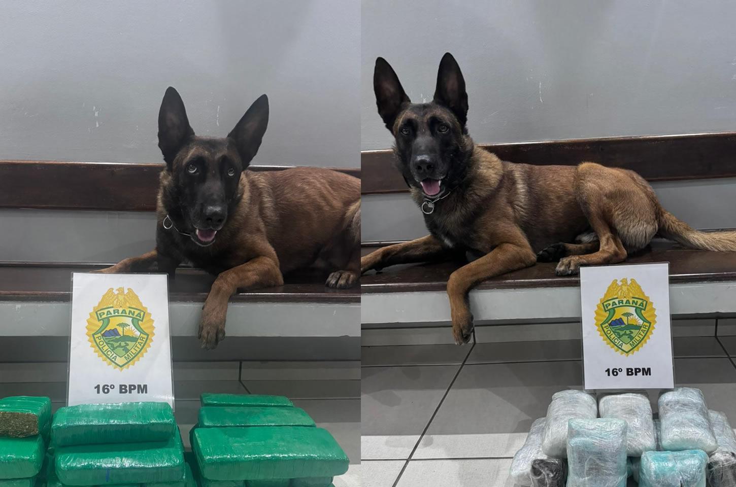 Equipe de Operações com Cães do 16º BPM se destaca com apreensões expressivas em Guarapuava