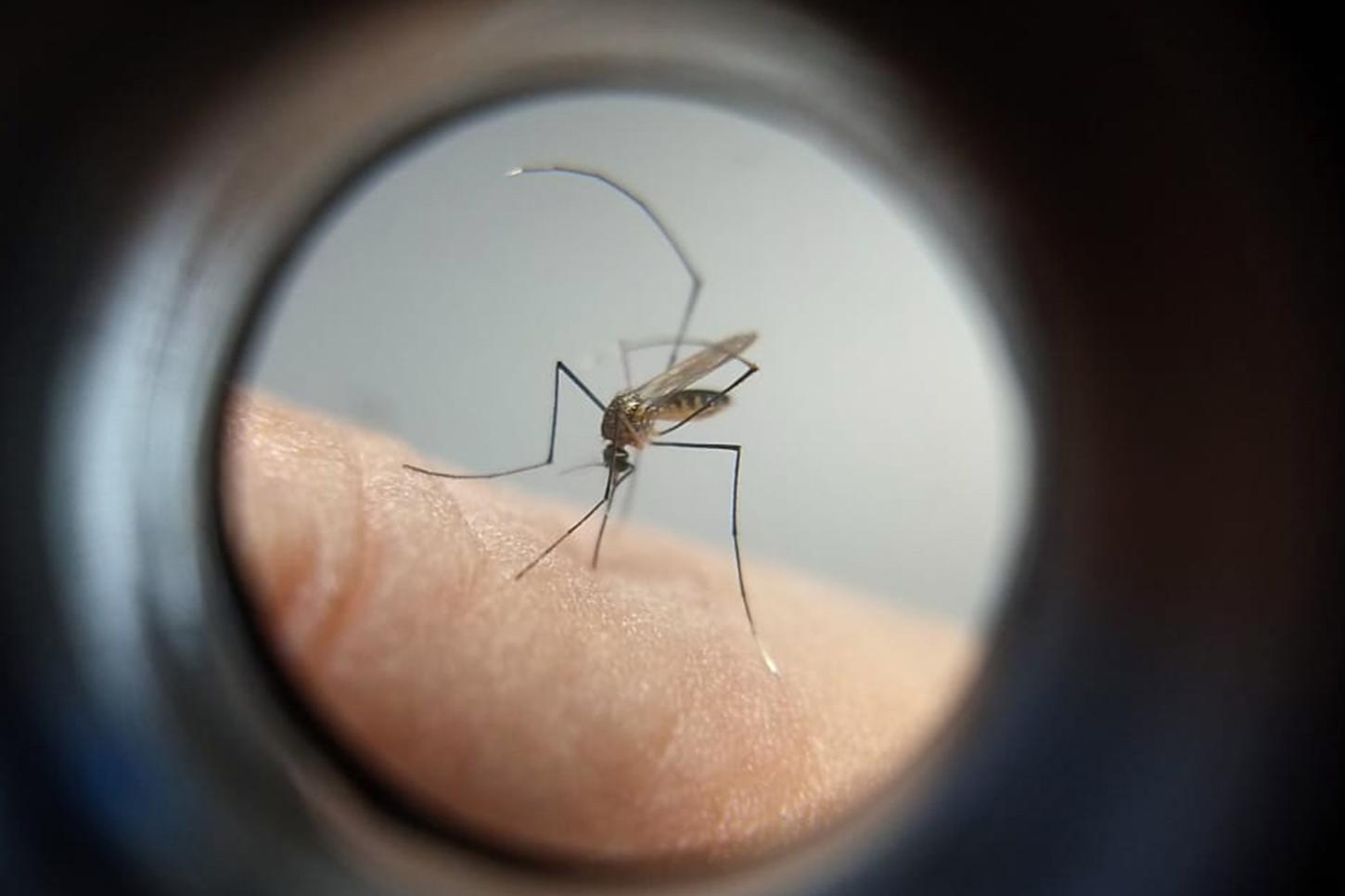 Guarapuava registra 317 casos e está entre as regionais com mais confirmações no período epidemiológico