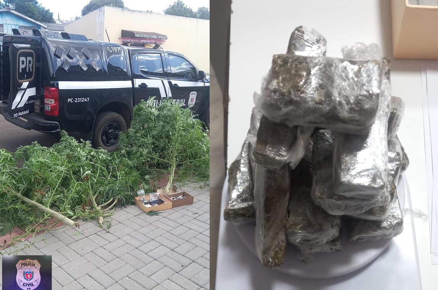 Homem é preso em flagrante com plantação caseira de maconha em Guarapuava
