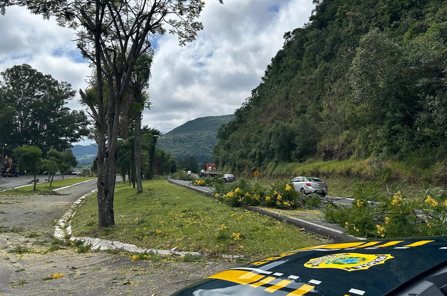 Poda de árvores na BR-277 altera trânsito na Serra da Esperança