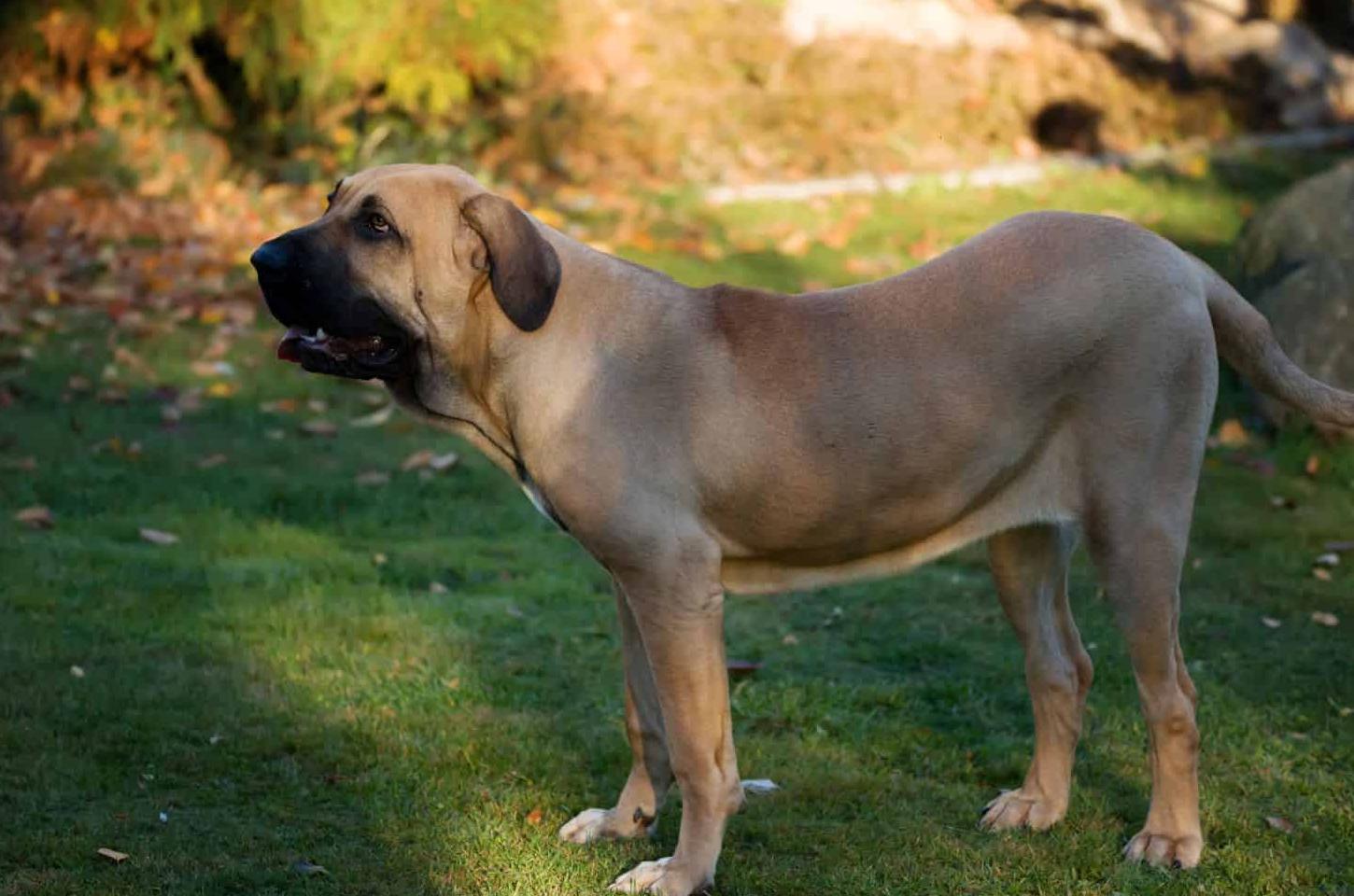 Cachorro da raça Fila ataca criança e cadela em Guarapuava