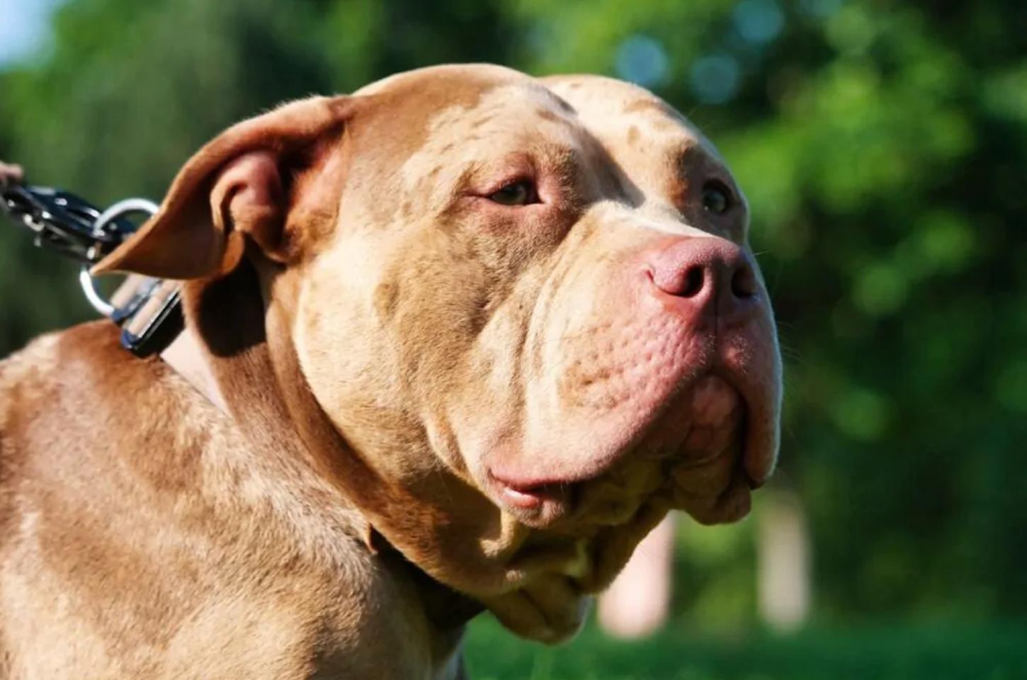 Pitbull ataca cães menores no Parque do Lago em Guarapuava
