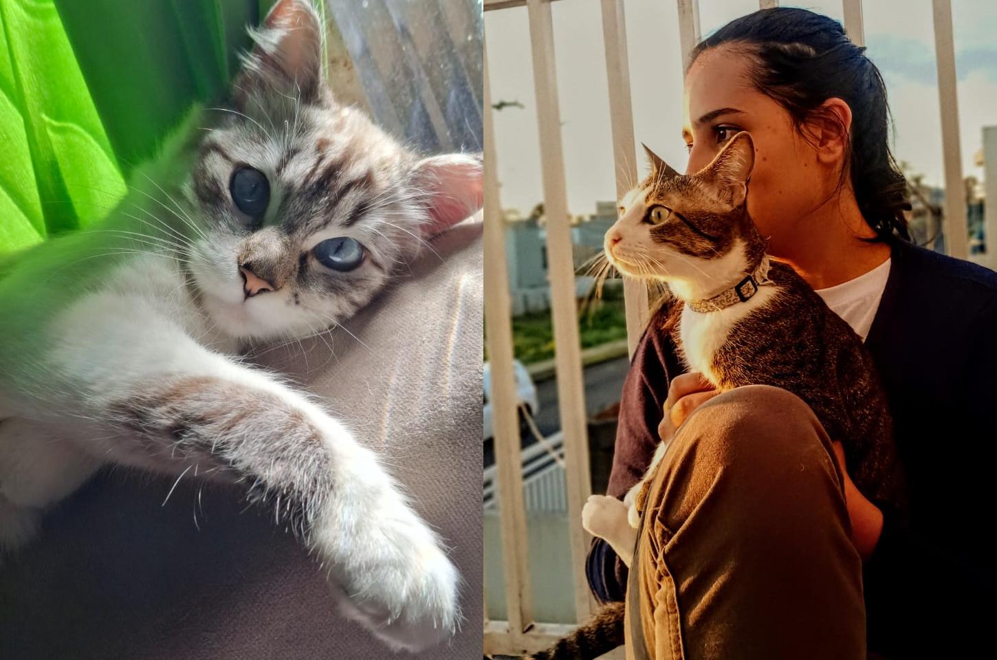 O gato será o novo melhor amigo do homem? 