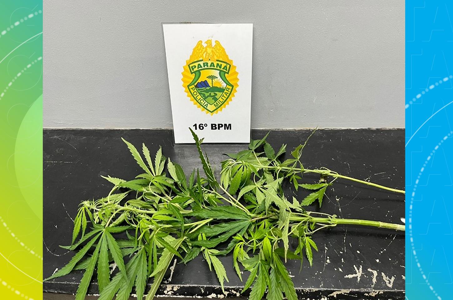 Polícia encontra pés de maconha durante ocorrência de violência doméstica em Guarapuava