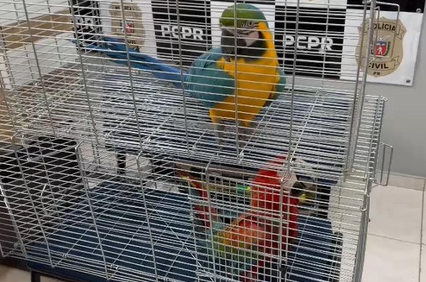 PCPR, PMPR e IAT prendem mulher por tráfico de animais e uso de documentos falsos em Guarapuava
