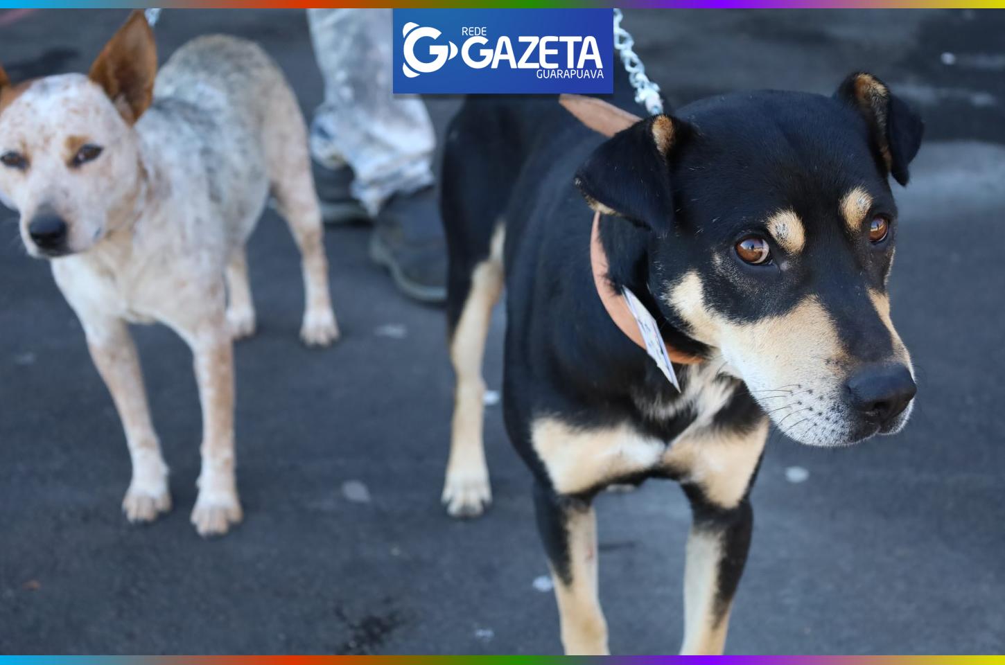 Regularização de documentos adia temporariamente o cronograma de castrações em Guarapuava