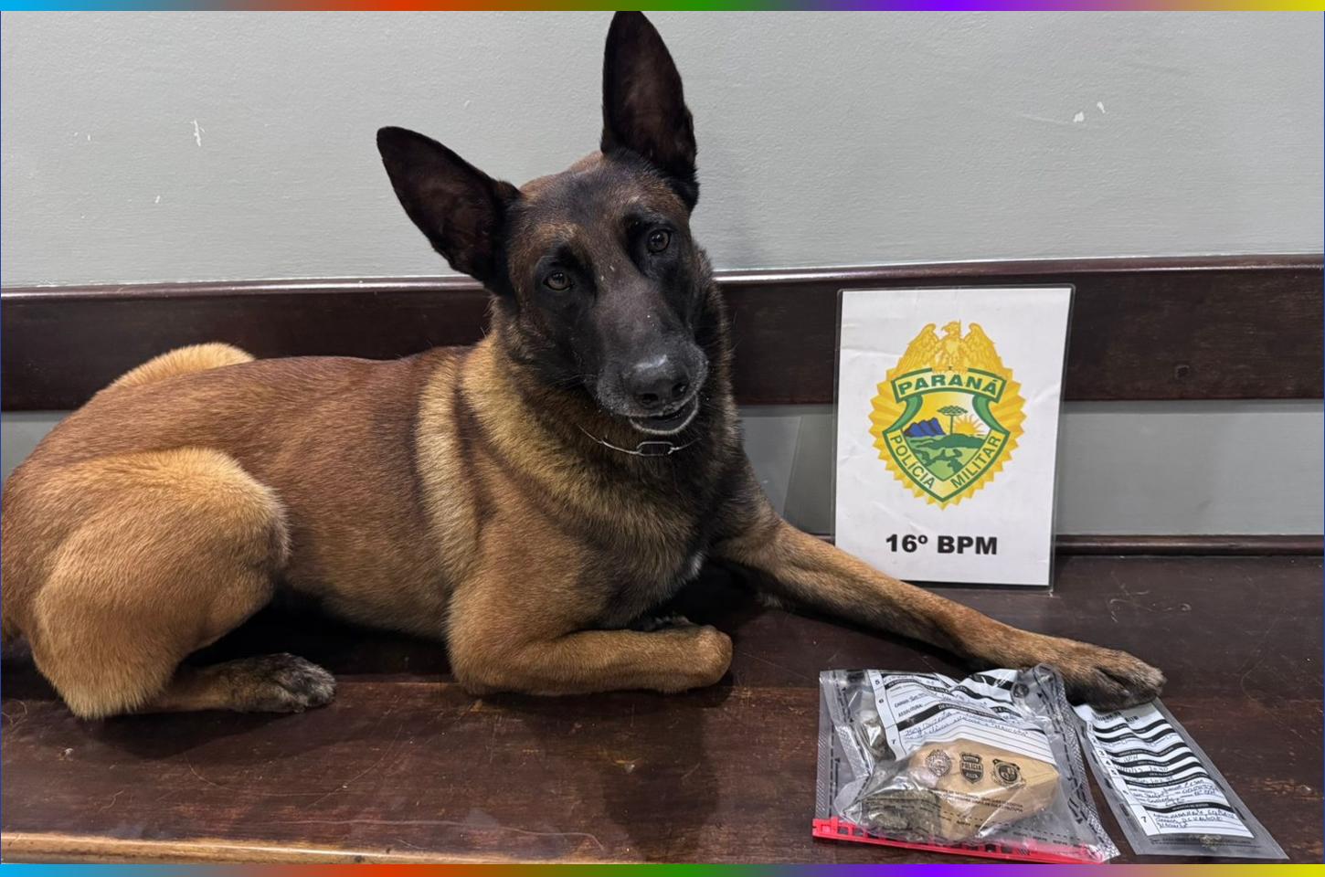 K9 encontra maconha em residência e jovem é preso por tráfico no Boqueirão