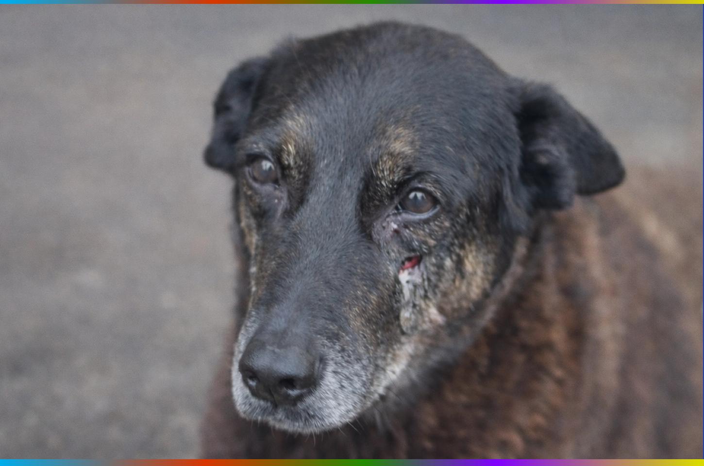 Caso Orelha: O crime que chocou Santa Catarina e os limites do diagnóstico de psicopatia em jovens