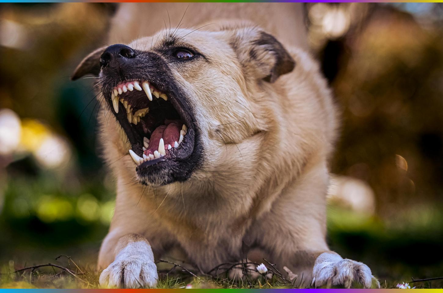 Mulher é atacada por cães em via pública no Boqueirão; dona dos animais é encaminhada à delegacia