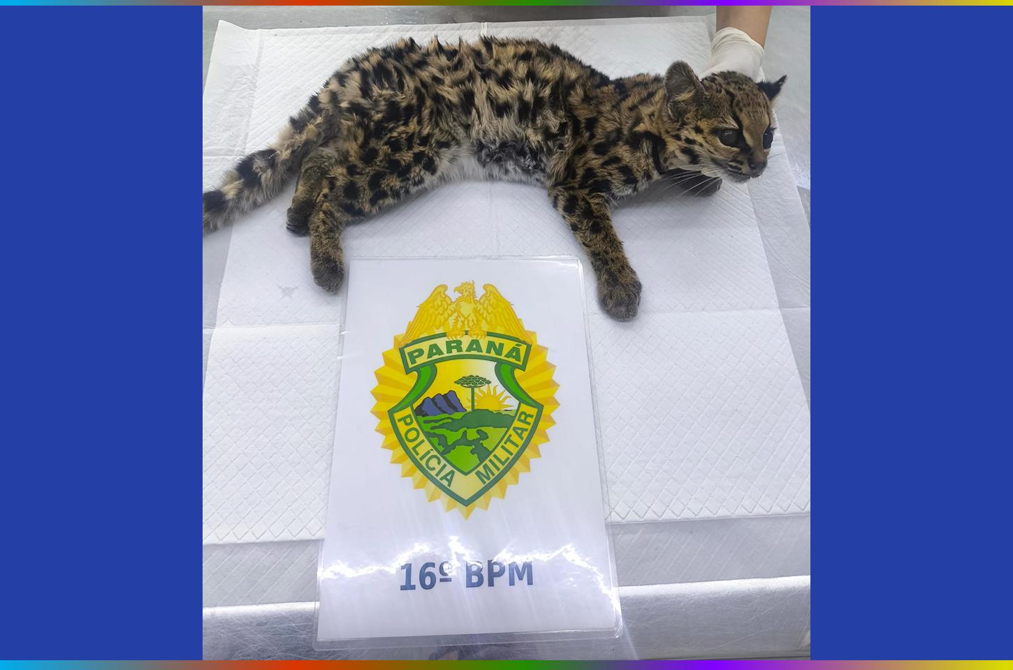 Jaguatirica debilitada é resgatada por equipes policiais em propriedade rural de Guarapuava