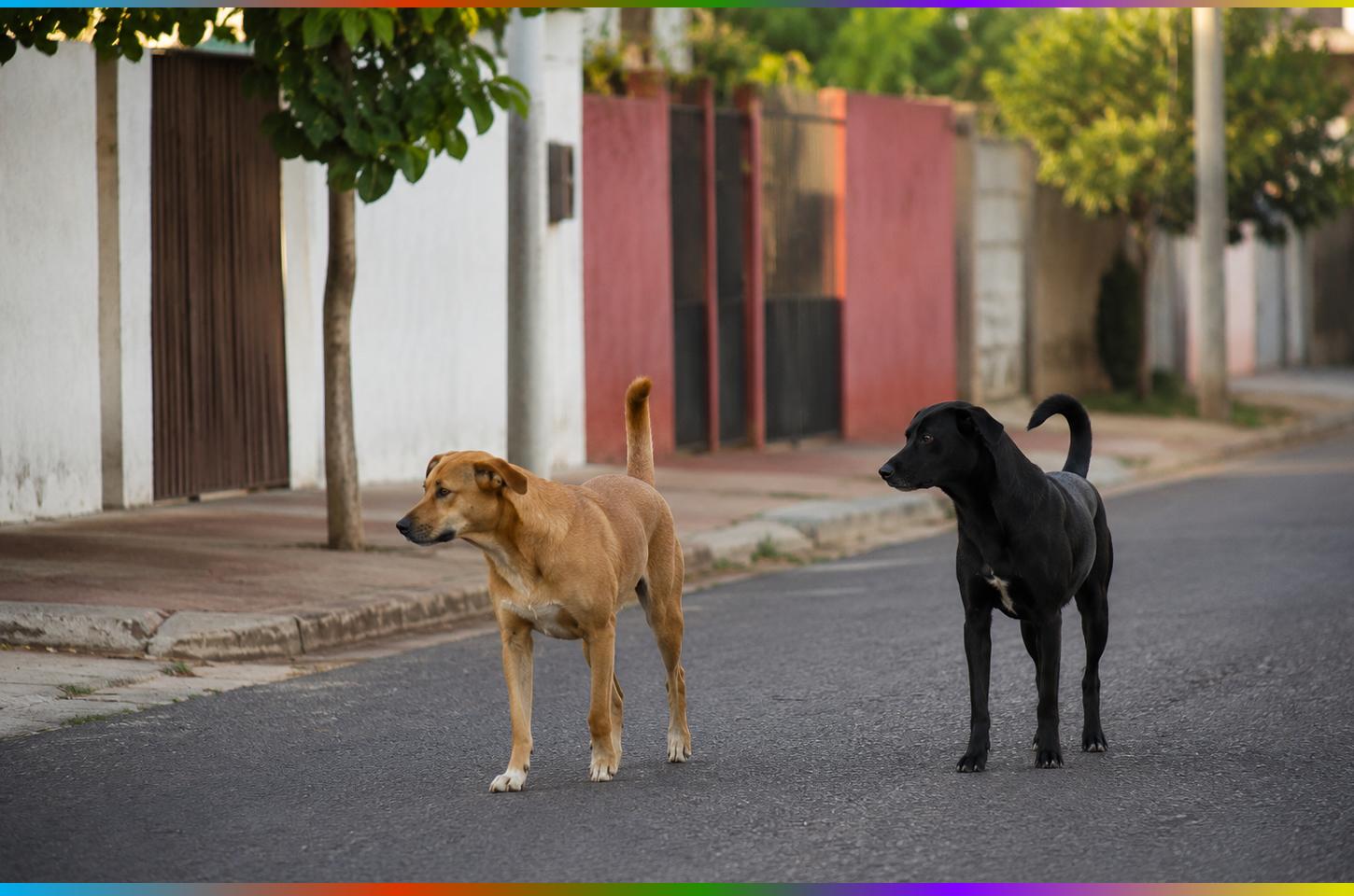 Menina de 4 anos escapa de ataque de cão no bairro Cascavel 