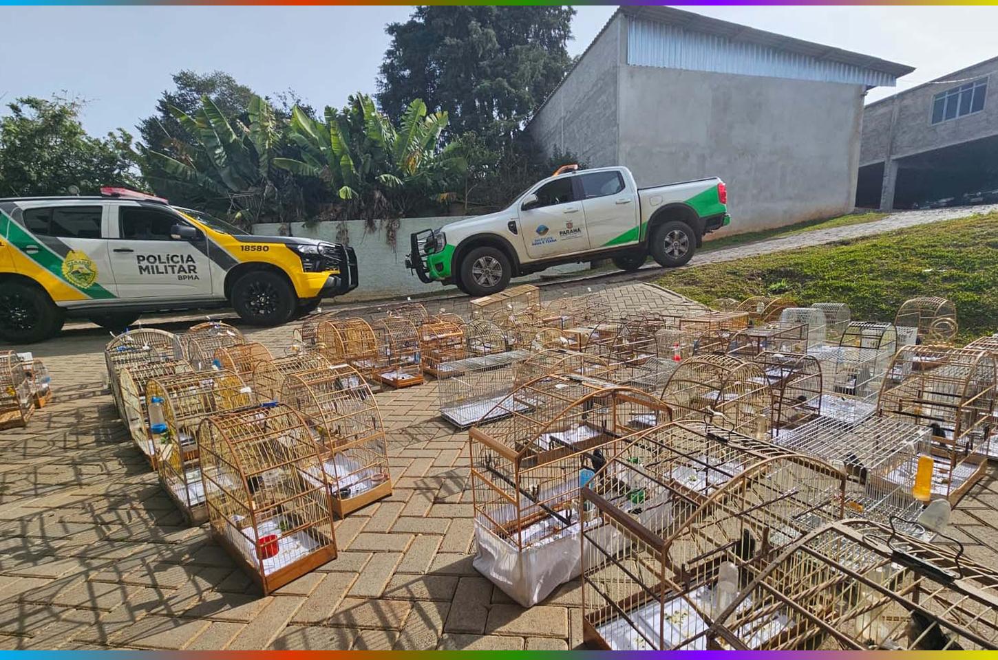 PMPR e IAT apreendem 95 aves e aplicam mais de R$ 400 mil em multas em Guarapuava