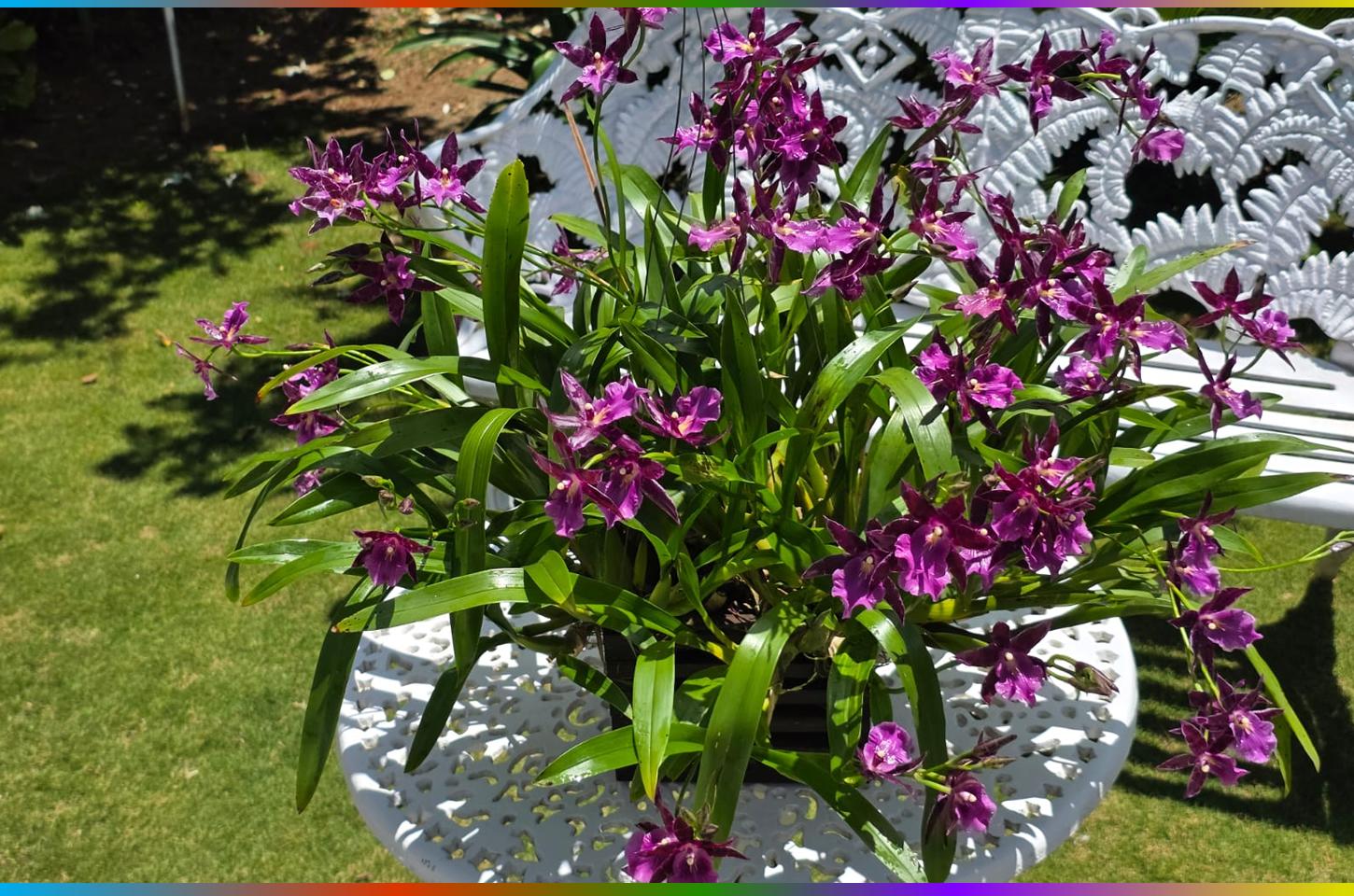 Exposição de Orquídeas de Guarapuava é vitrine da maior família de plantas com flores do mundo
