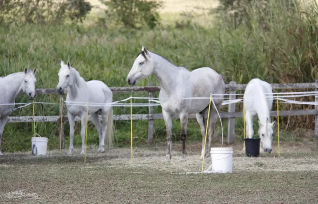 Competição de Enduro Equestre coloca Guarapuava no calendário nacional