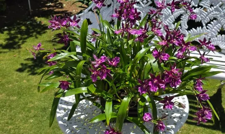 Exposição de Orquídeas de Guarapuava é vitrine da maior família de plantas com flores do mundo