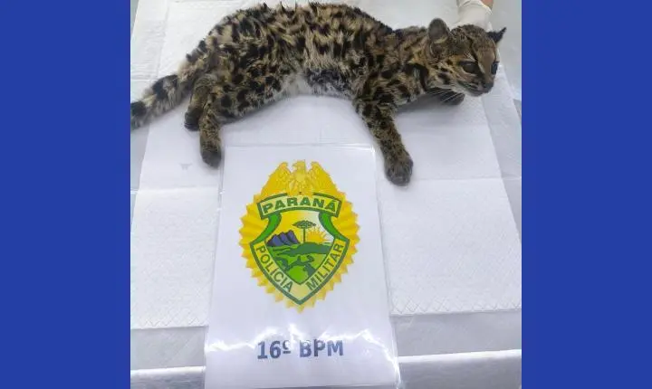 Jaguatirica debilitada é resgatada por equipes policiais em propriedade rural de Guarapuava