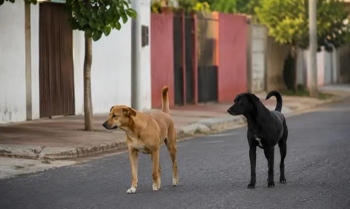 Menina de 4 anos escapa de ataque de cão no bairro Cascavel 