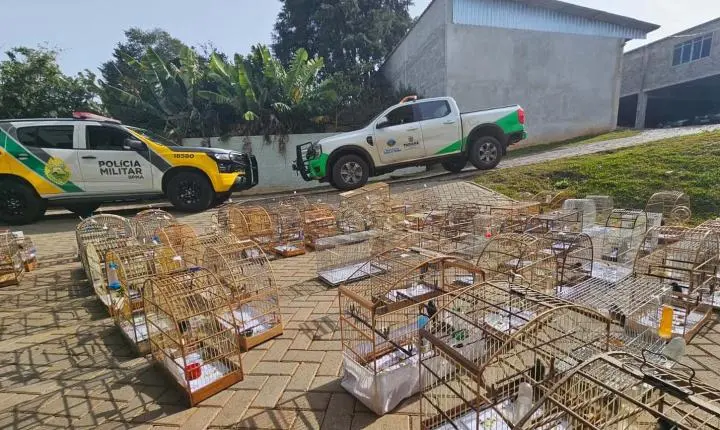 PMPR e IAT apreendem 95 aves e aplicam mais de R$ 400 mil em multas em Guarapuava